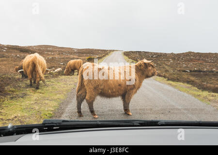 North Coast 500 - driving towards Applecross looking through windscreen - road blocked by Highland cow cattle Stock Photo