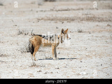 Black Backed Jackal: Canis mesomelasa. Wearing radio-collar. Etosha, Namibia. Stock Photo
