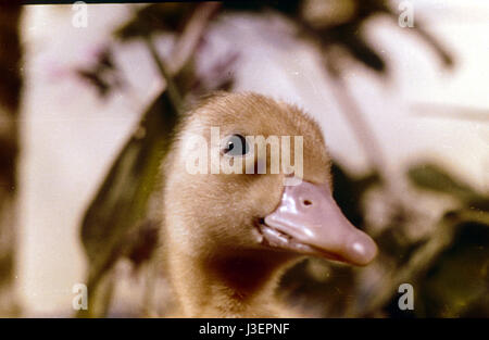 Saturnin et son ami le petit renard Year : 1964 - France Director: Jean Tourane Stock Photo