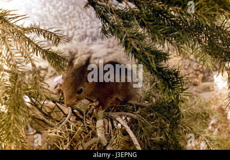 Saturnin et son ami le petit renard Year : 1964 - France Director: Jean Tourane Stock Photo