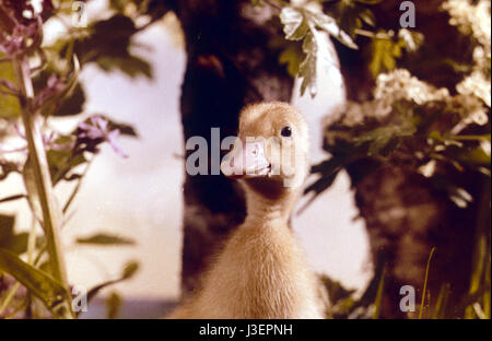 Saturnin et son ami le petit renard Year : 1964 - France Director: Jean Tourane Stock Photo