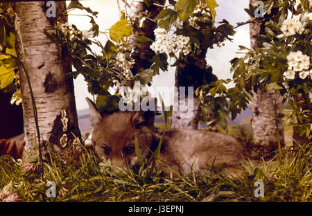 Saturnin et son ami le petit renard Year : 1964 - France Director: Jean Tourane Stock Photo