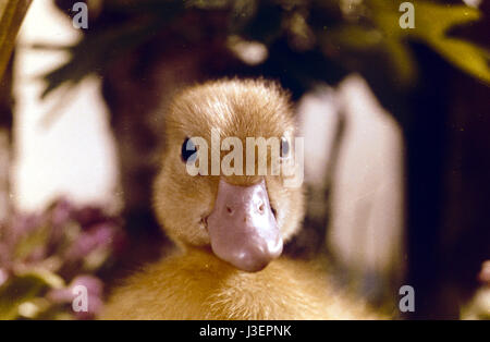 Saturnin et son ami le petit renard Year : 1964 - France Director: Jean Tourane Stock Photo