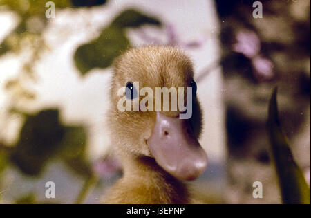 Saturnin et son ami le petit renard Year : 1964 - France Director: Jean Tourane Stock Photo