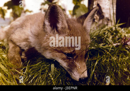 Saturnin et son ami le petit renard Year : 1964 - France Director: Jean Tourane Stock Photo