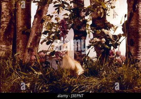 Saturnin et son ami le petit renard Year : 1964 - France Director: Jean Tourane Stock Photo