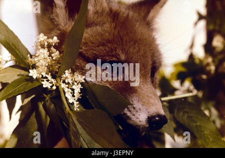 Saturnin et son ami le petit renard Year : 1964 - France Director: Jean Tourane Stock Photo