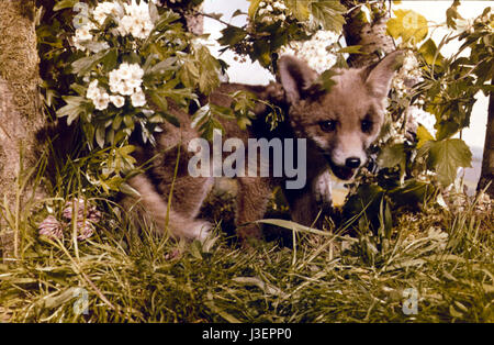 Saturnin et son ami le petit renard Year : 1964 - France Director: Jean Tourane Stock Photo