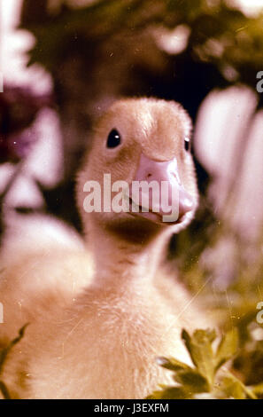 Saturnin et son ami le petit renard Year : 1964 - France Director: Jean Tourane Stock Photo