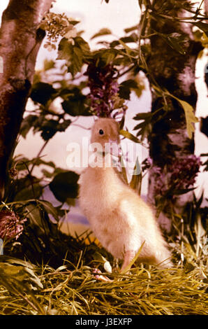 Saturnin et son ami le petit renard Year : 1964 - France Director: Jean Tourane Stock Photo