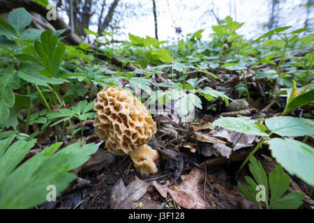 Speisemorchel, Speise-Morchel, Rundmorchel, Rund-Morchel, Morchel, Speisemorcheln, Morcheln, Morchella esculenta, Morellus esculentus, common morel, m Stock Photo