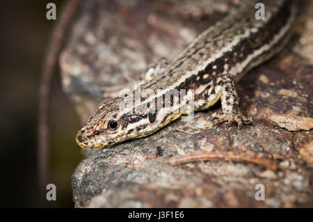 Lateral close-up of the front part of a brown wall lizard (Podarcis muralis) sitting on a stone. Stock Photo