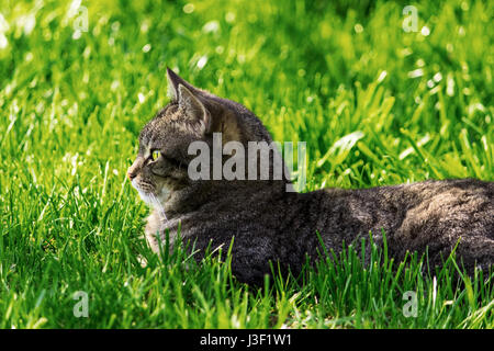 Domestic cat laying on green grass Stock Photo
