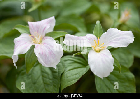 Trillium grandiflorum flowers. Stock Photo