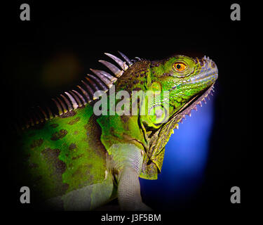 A large iguana stares at the camera suspiciously. Photographed in the Florida Everglades. Stock Photo