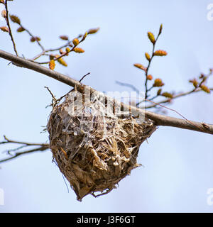 Bird nest close up in springtime. Stock Photo