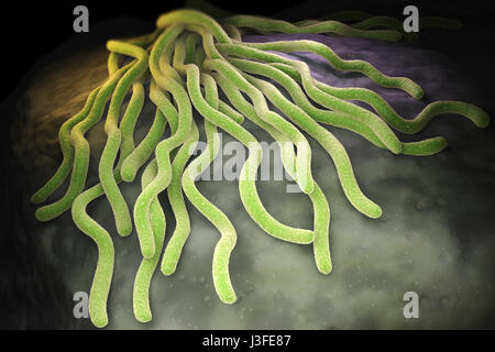 Colony of Borrelia burgdorferi bacteria, the bacterial agent of Lyme disease transmitted by ticks. 3D illustration Stock Photo