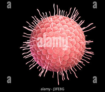 Varicella zoster virus or varicella-zoster virus (VZV) is one of eight herpesviruses known to infect humans and vertebrates. 3D illustration Stock Photo