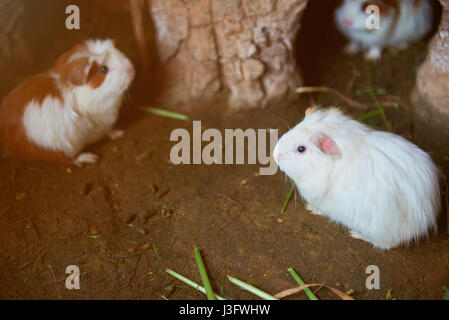 White guinea pig cute pet. Three small cuy pigs house Stock Photo