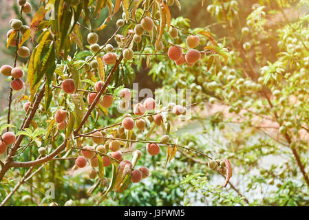 Peaches grow on tree on sunny bright day. Farm of peach trees Stock Photo