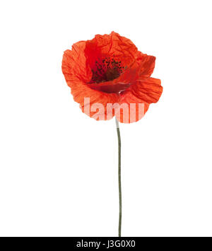 Red poppy isolated on white background.. studio shot Stock Photo