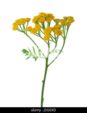 Yellow Tansy (Tanacetum vulgare) flowers isolated on white Stock Photo