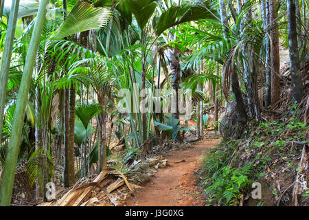 Footpath in The Vallee De Mai palm forest ( May Valley),  island of Praslin, Seychelles Stock Photo