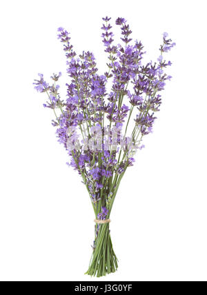 Bundle of lavender isolated on white background. Stock Photo