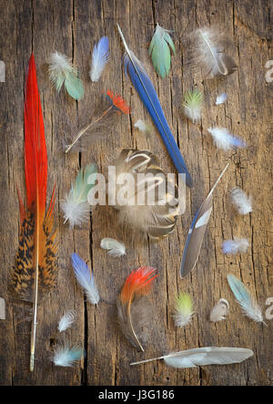 Collection of different color feathers on old wooden table Stock Photo