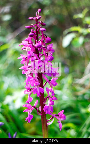 Early Purple Orchid, Orchis mascula, flower head in Foxley Wood, Norfolk, England, United Kingdom. Stock Photo