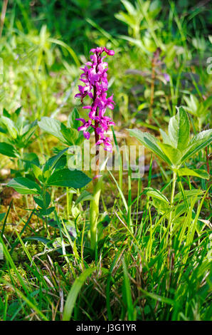 An Early Purple Orchid in ancient woodland at Foxley Wood, Norfolk, England, United Kingdom. Stock Photo