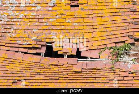 Neglected old tiled roof on a shed in need of repair. Stock Photo