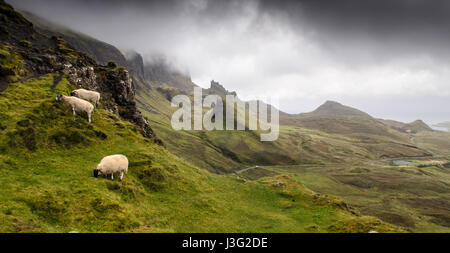 A family of sheep graze on the mountainside in the fairytale landscape of the Quiraing, shaped by landslips, in the Trotternish Peninsula of Scotland' Stock Photo