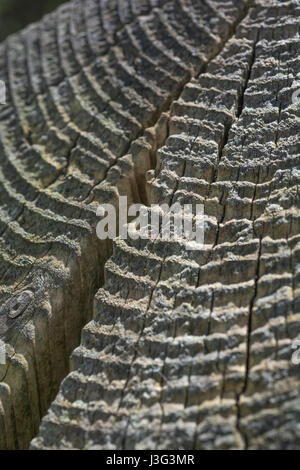 Radial rings on the top of a wooden fencing post. Cracks in wood. Stock Photo