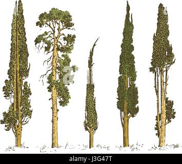set of hand drawn trees italian cypress and pine isolated vector illustration, engraved symbols of south, evergreen Stock Vector
