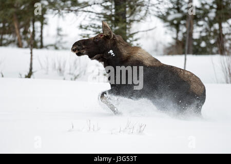 Moose / Elch ( Alces alces ) in winter, young bull, shed antlers, running, fleeing through deep snow, Yellowstone National Park, Wyoming, USA. Stock Photo