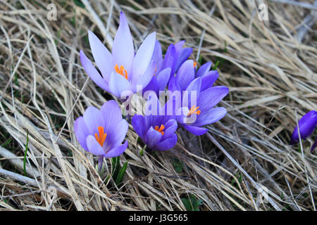 Meadow with blooming crocuses in spring in the mountains Stock Photo