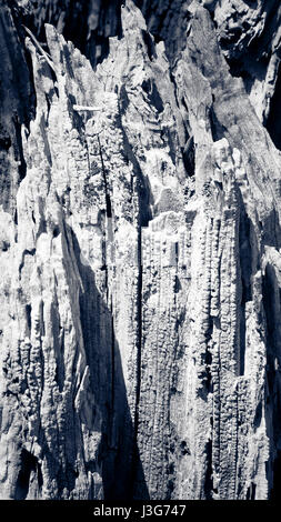 Bark of olive tree Stock Photo