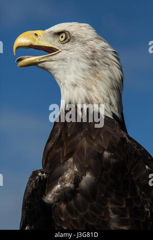 American bald eagle screeching Stock Photo