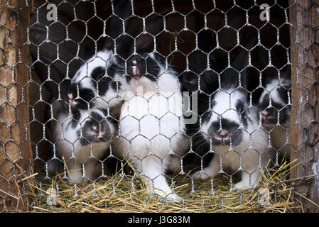 small rabbits in cage closeup Stock Photo
