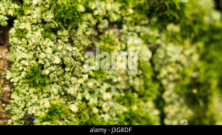 Lichens are symbiotic fungi and algae. They are able to grow on the rocks clean and often form on the rocks and stones beautiful patterns Lichen on a  Stock Photo