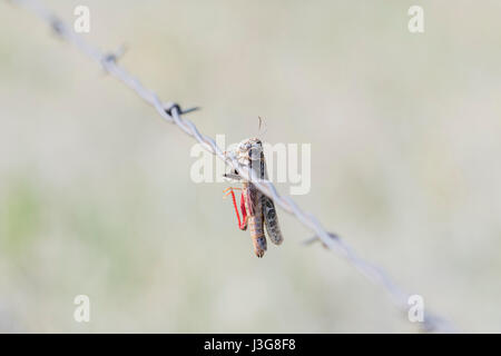 Grasshopper Impaled on Barbed Wire by Loggerhead Shrike in Rural Colorado Stock Photo