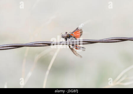 Grasshopper Impaled on Barbed Wire by Loggerhead Shrike in Rural Colorado Stock Photo