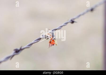 Grasshopper Impaled on Barbed Wire by Loggerhead Shrike in Rural Colorado Stock Photo