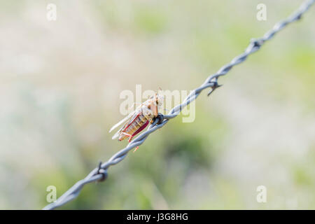 Grasshopper Impaled on Barbed Wire by Loggerhead Shrike in Rural Colorado Stock Photo