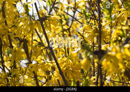 Yellow Forsythia Stock Photo