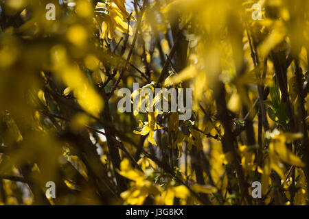 Yellow Forsythia Stock Photo