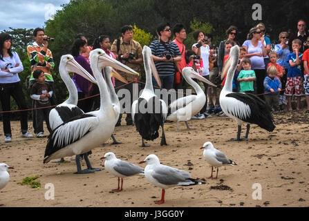 Tourists watching pelicans and seagulls at San Remo, Victoria, Australia. © Anastasia Ika Stock Photo