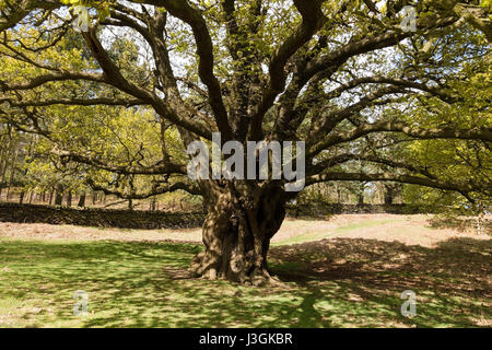 Light and shade under spreading branches of large old English Oak tree in Bradgate Park, Leicestershire, England, UK Stock Photo