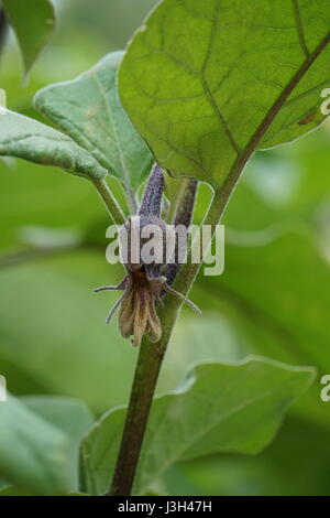 Growing vegetables, Chinese/Asian Eggplant blossom (Solanum melongena) Stock Photo
